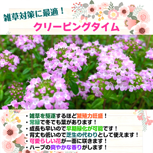 颯爽対策に最適のクリーピングタイム